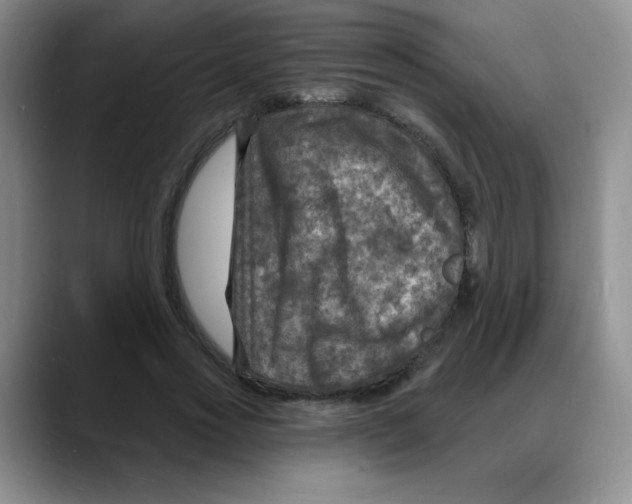 X0000088080733200706081729