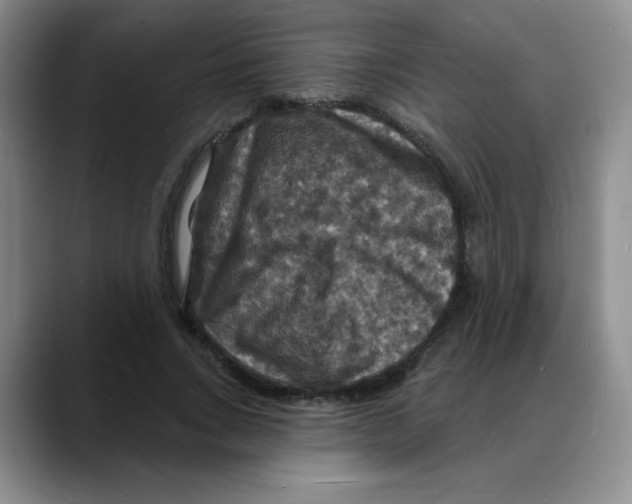 X0000088080735200706081729