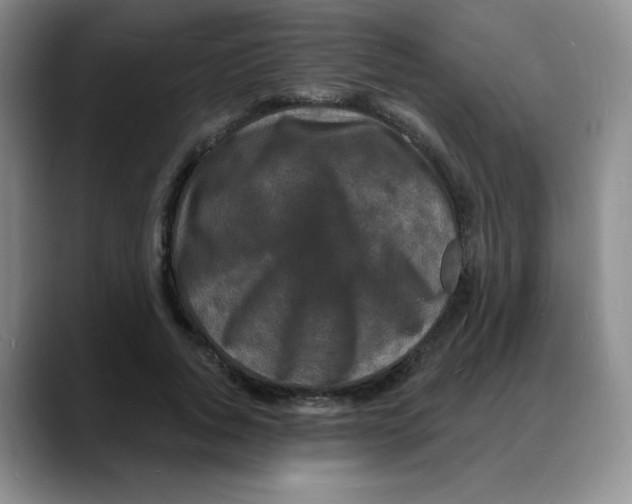 X0000088080736200706081729
