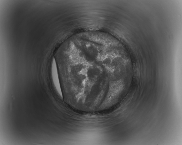 X0000088080742200706081729