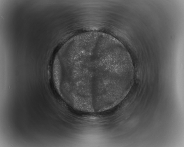 X0000088080743200706081729