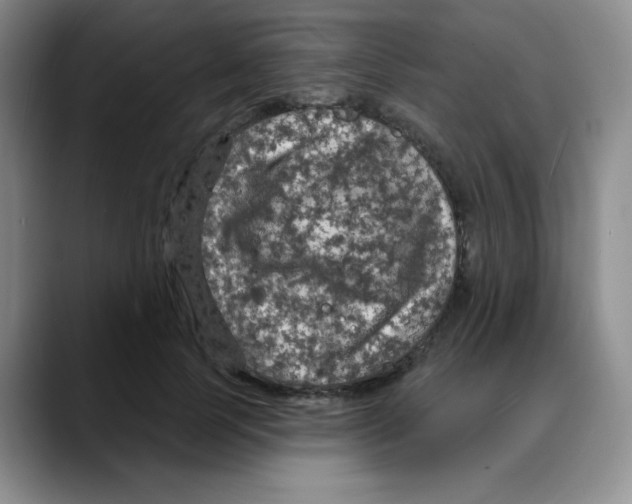 X0000088080745200706081729