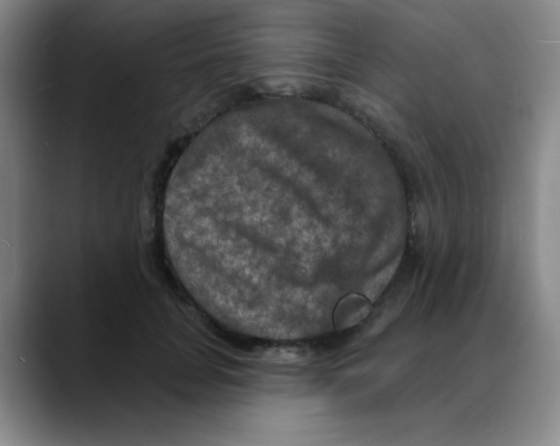 X0000088080751200706081729