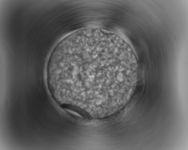 X0000088080811200706081728