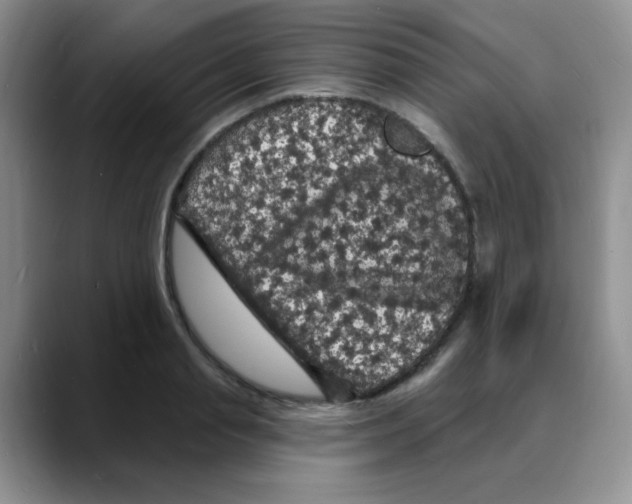 X0000088080845200706081728