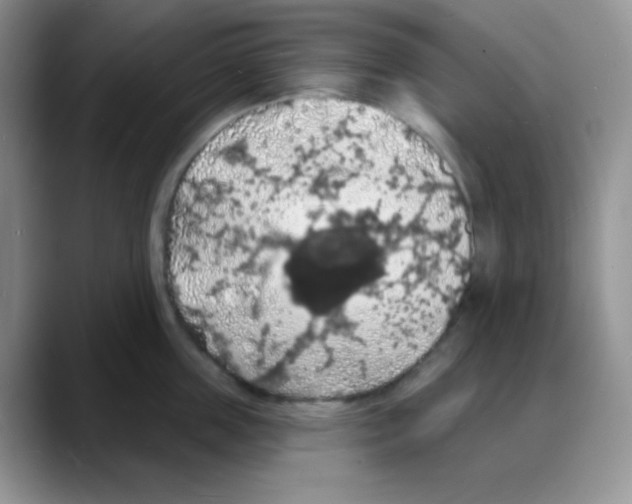 X0000088080859200706081728