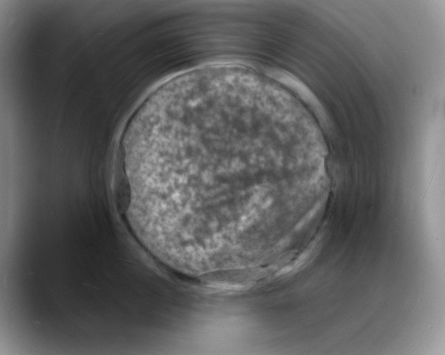 X0000088080860200706081728