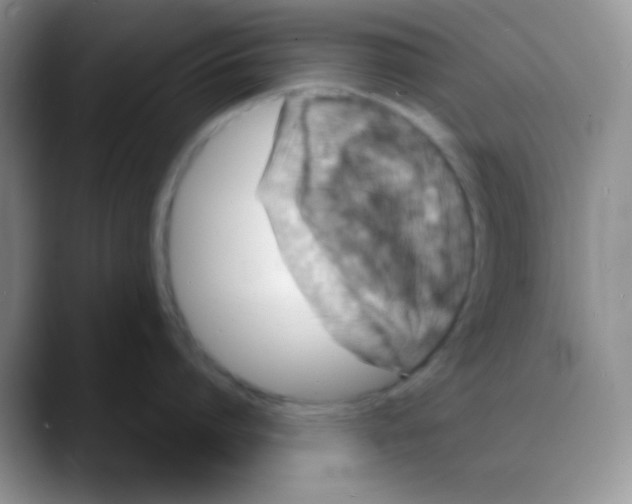 X0000088080864200706081728