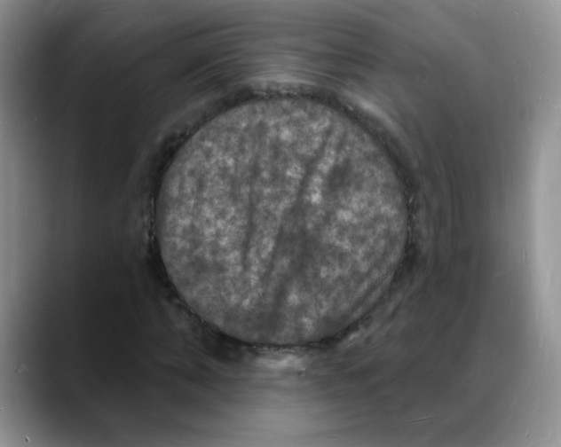 X0000088080870200706081727