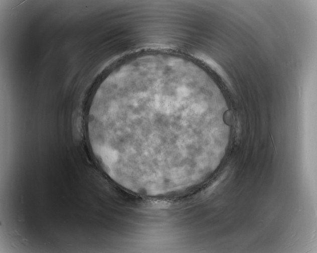 X0000088080878200706081727