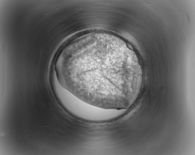 X0000088080924200706081726