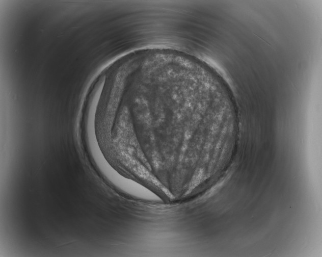 X0000088080928200706081726