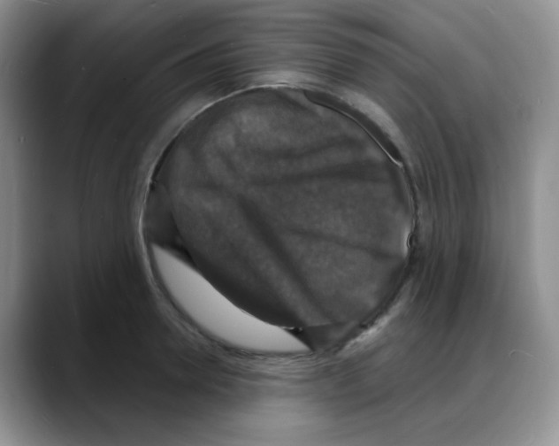 X0000088080946200706081727