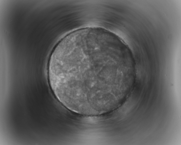 X0000088080950200706081727