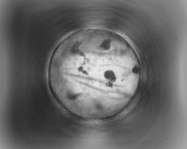 X0000088080957200706081727