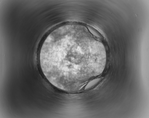 X0000088080976200706081726