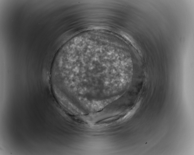 X0000088080985200706081726