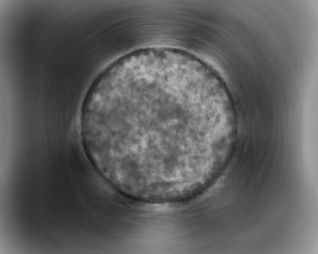 X0000088080990200706081726