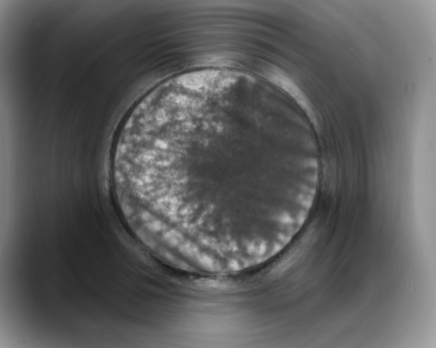 X0000088080994200706081726