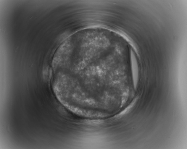 X0000088081001200706081726
