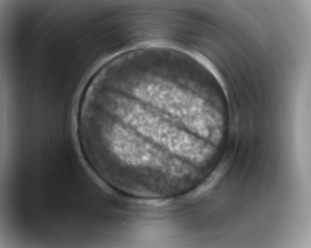 X0000088081005200706081726