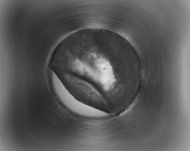 X0000088081022200706081725