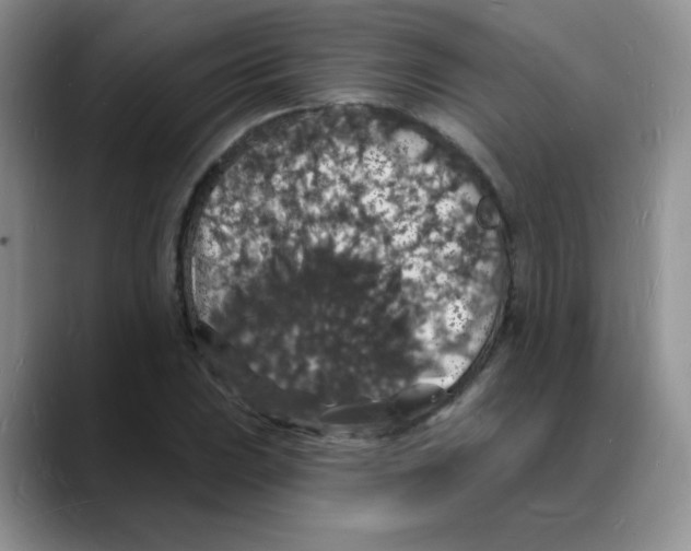 X0000088081023200706081725