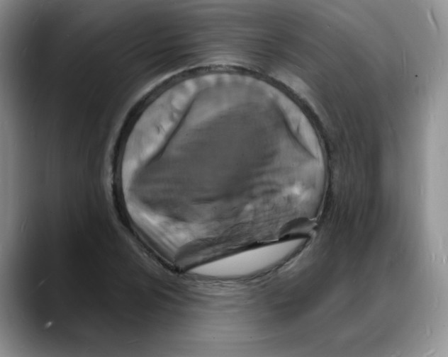 X0000088081024200706081725