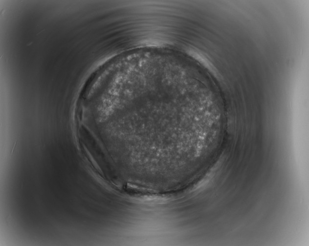 X0000088081026200706081725