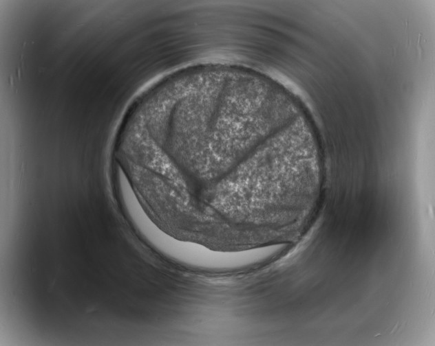 X0000088081029200706081725