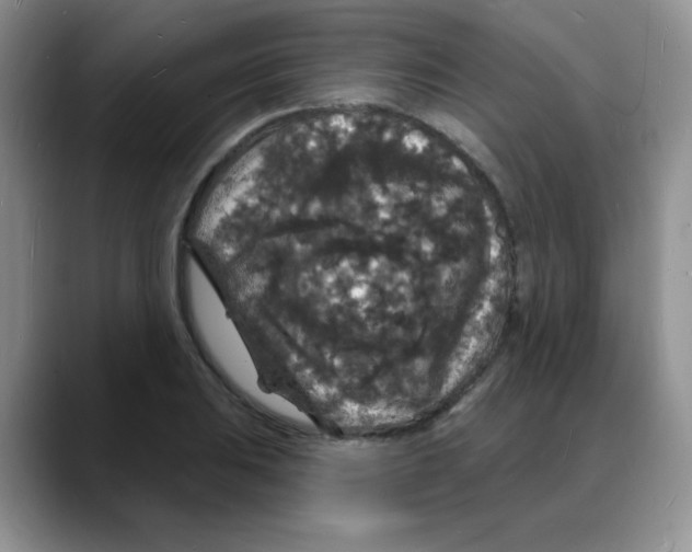 X0000088081031200706081725