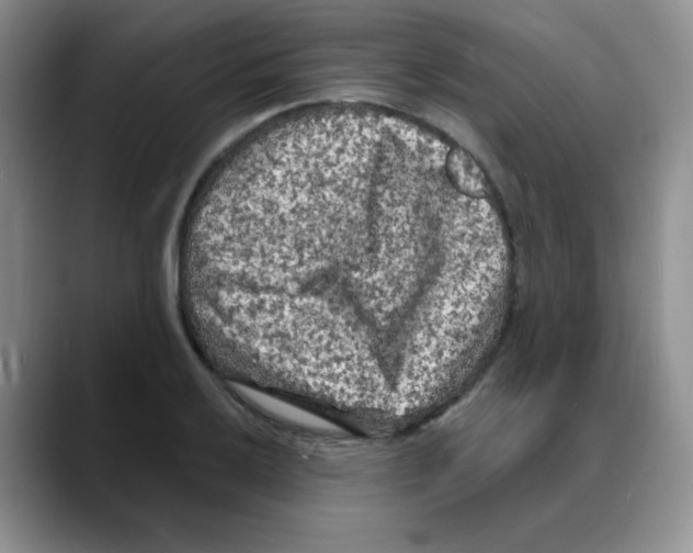 X0000088081032200706081725