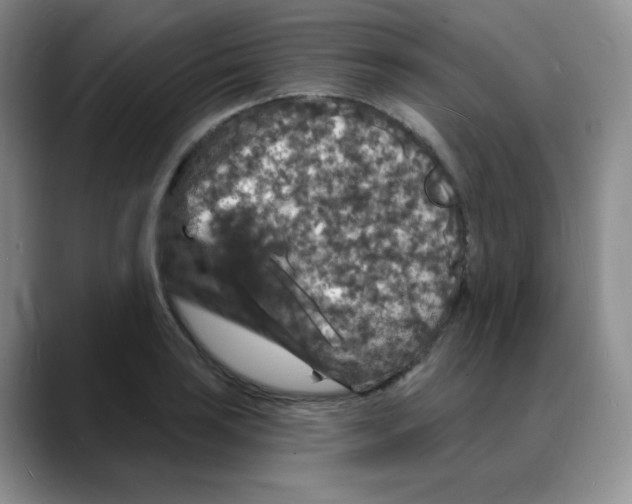 X0000088081035200706081725