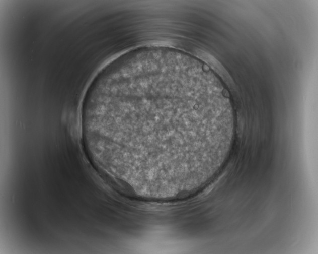 X0000088081036200706081725