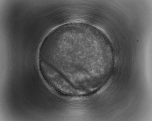 X0000088081038200706081725