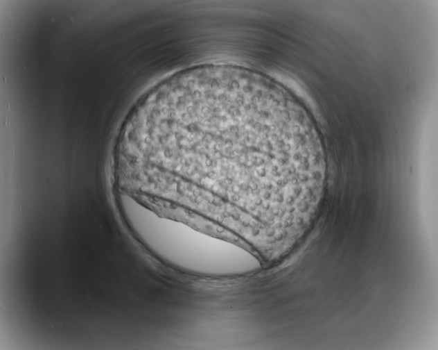 X0000088081040200706081725