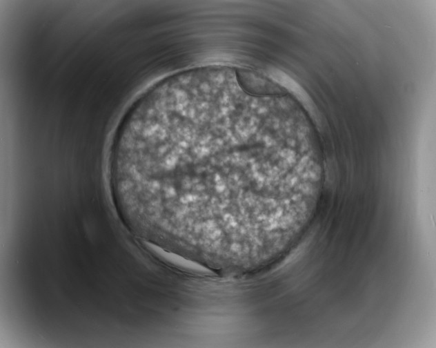 X0000088081043200706081725
