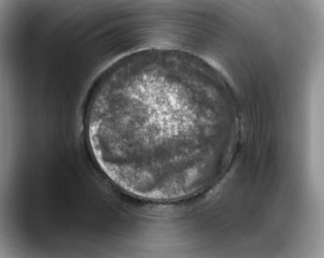 X0000088081070200706081725