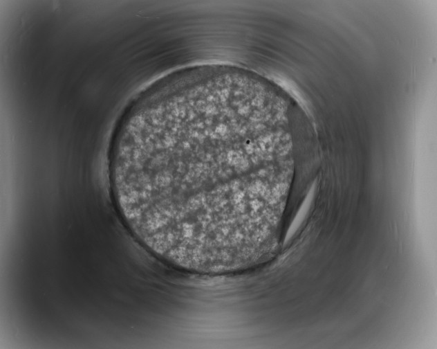 X0000088081072200706081725