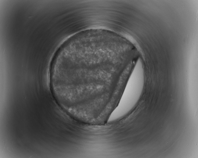 X0000088081076200706081725