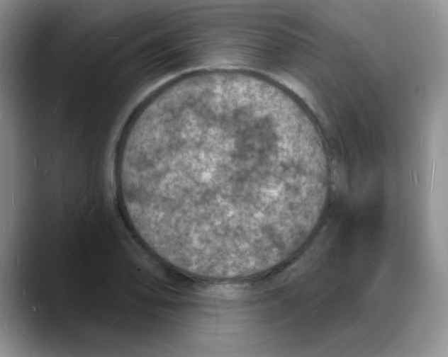X0000088081078200706081725