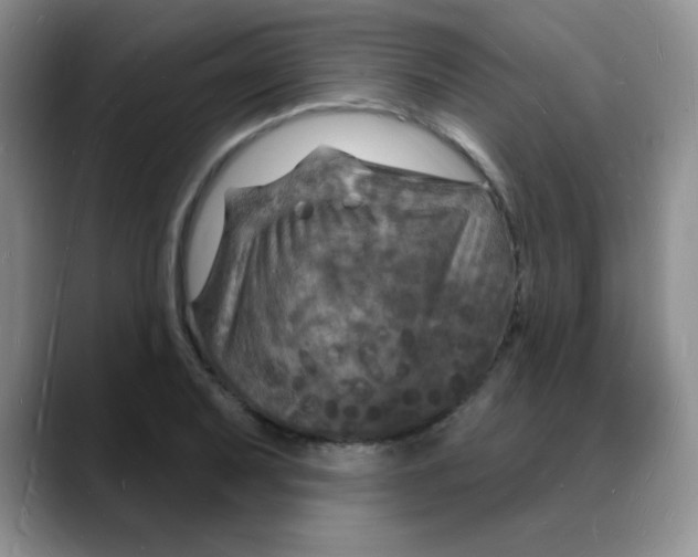 X0000088081079200706081725