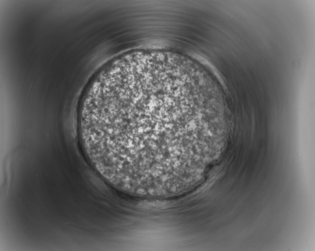 X0000088081083200706081725