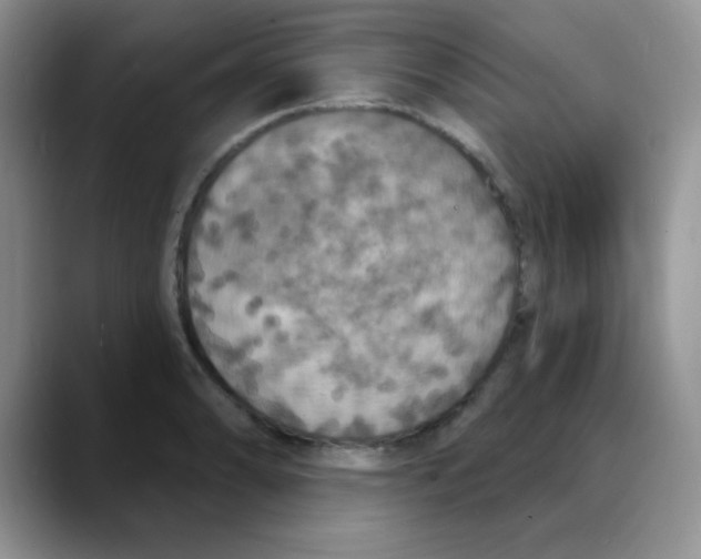 X0000088081086200706081725