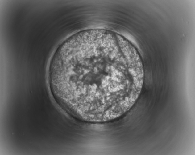 X0000088081088200706081725
