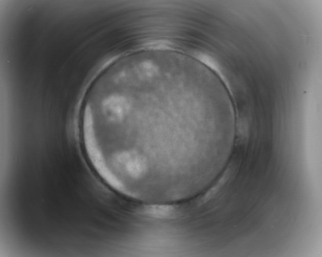 X0000088081090200706081725