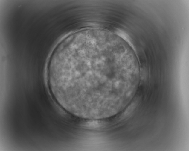 X0000088081098200706081724