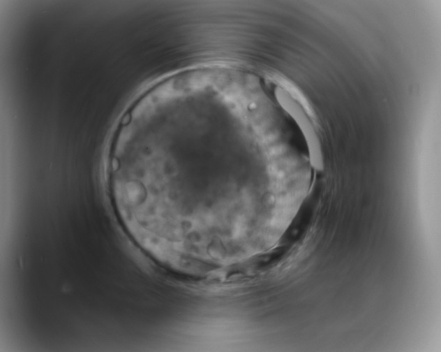 X0000088081099200706081724