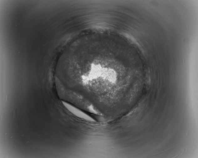 X0000088081110200706081724