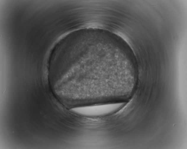 X0000088081115200706081724